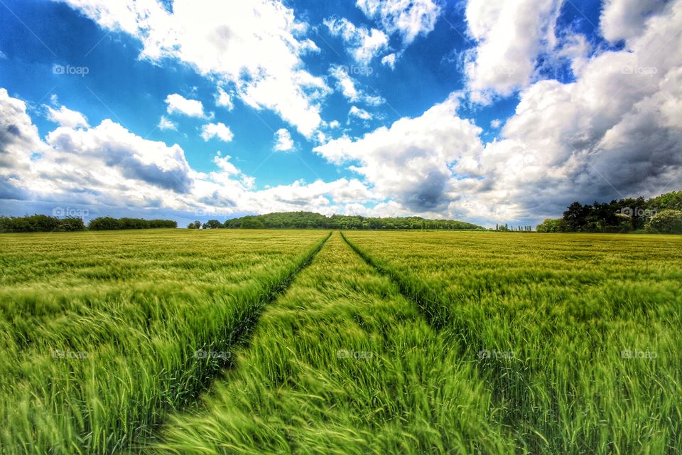 Tractor tracks disappearing into green field of wheat.