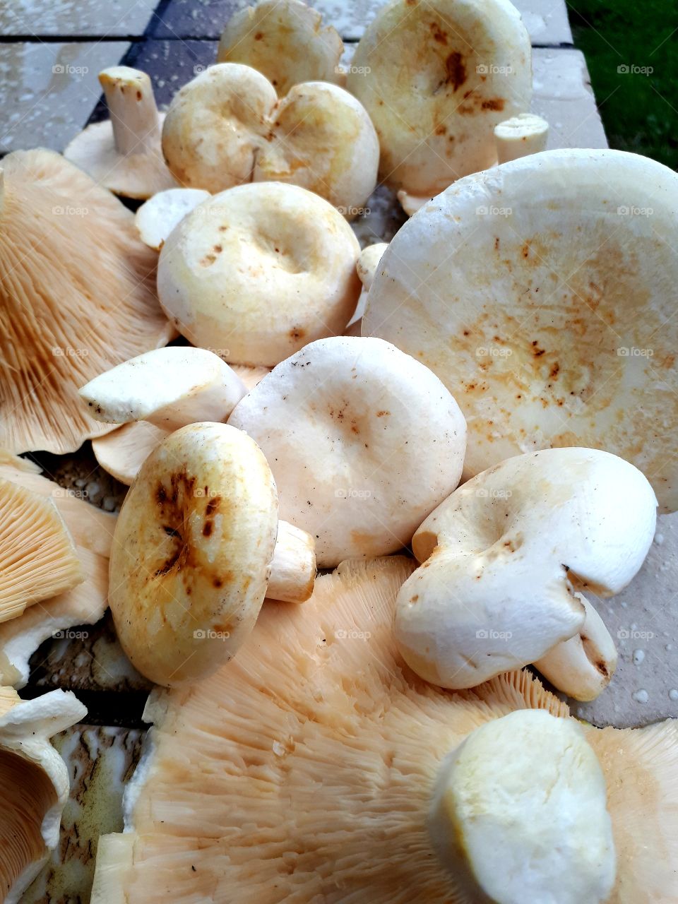 Pappery milk-cap (mlijčnica) cleaned and ready for cooking