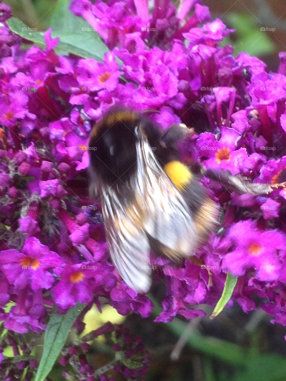 Bee