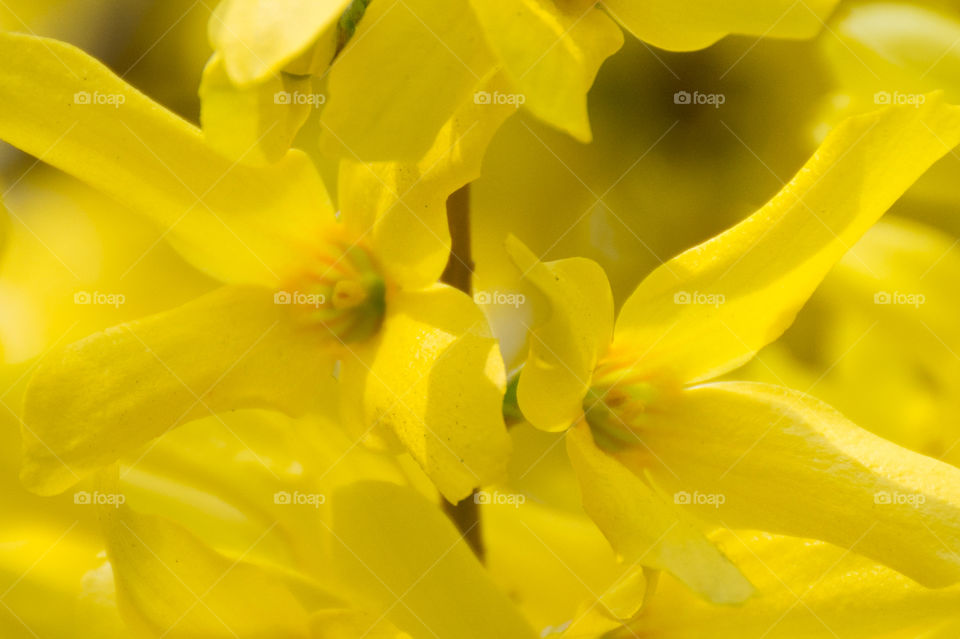 yellow flower closeup