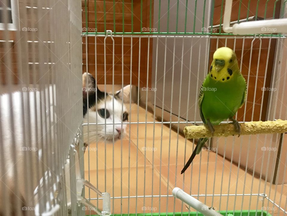 Bird and cat 