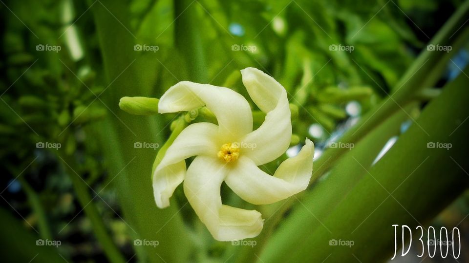 flor de lechosa hermosa