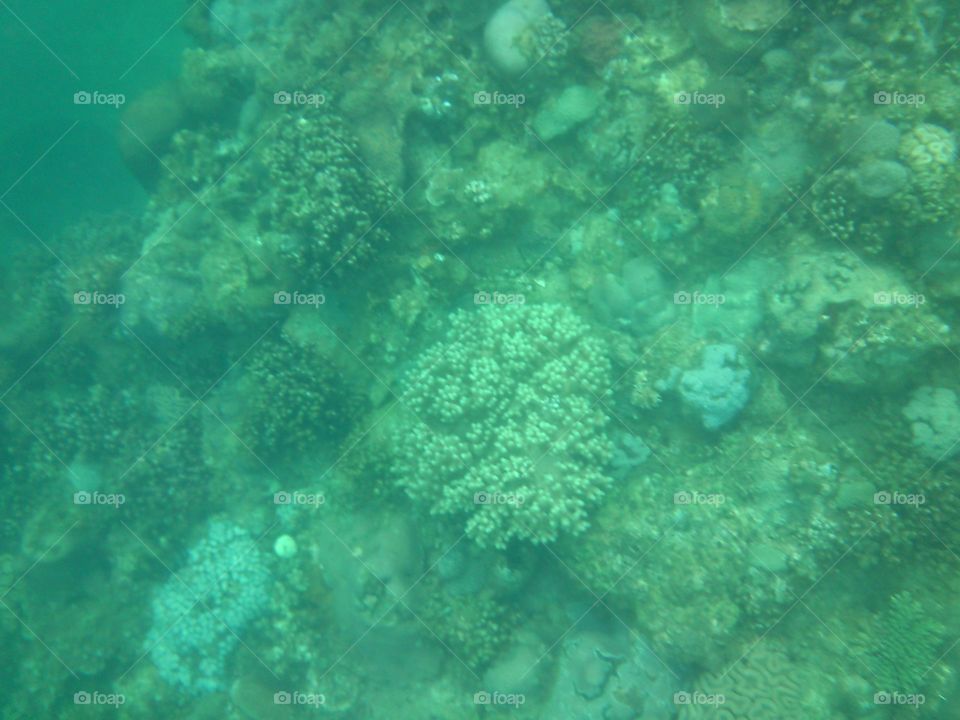 corals in canyon cove