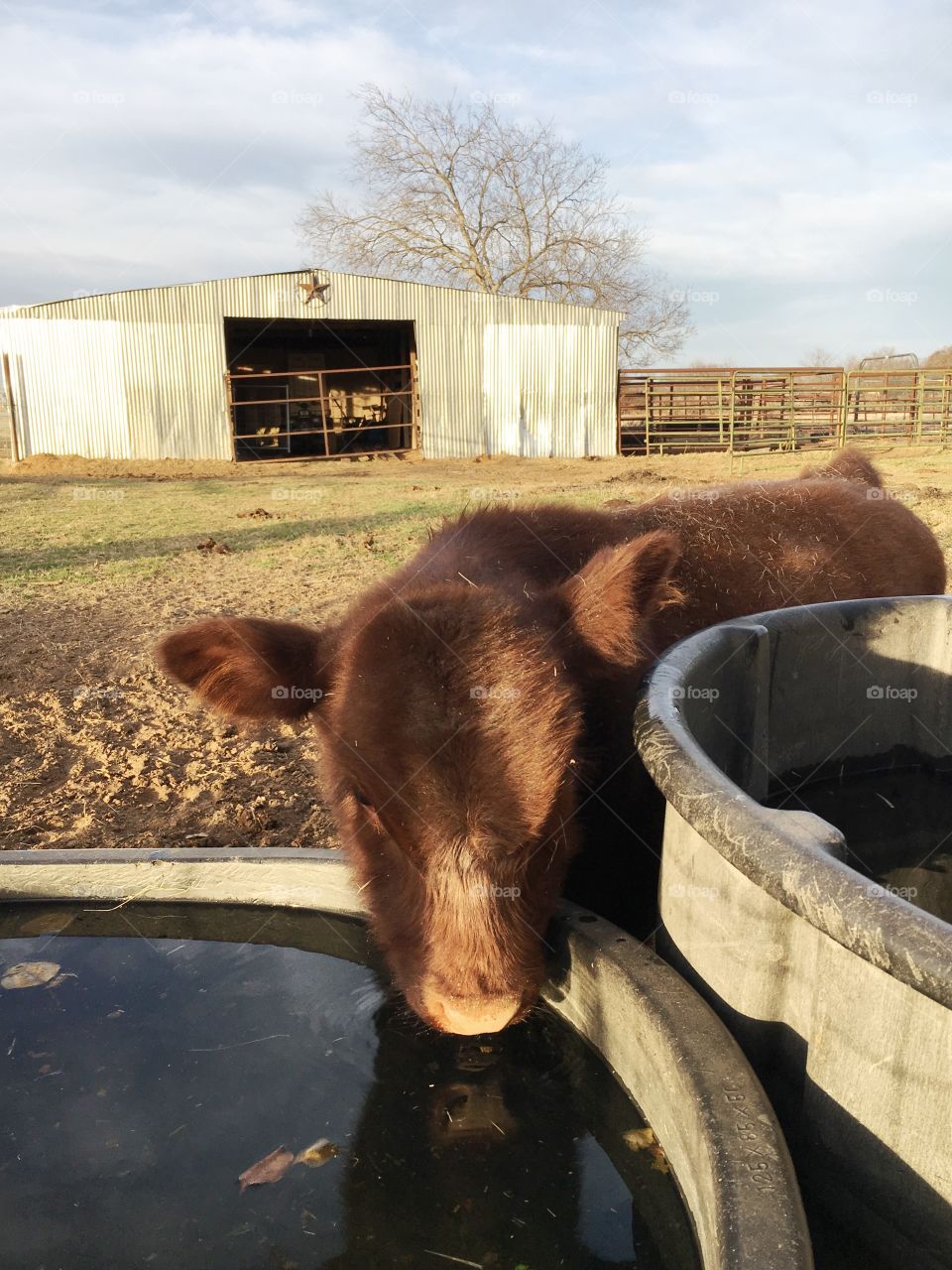 Shorthorn calf at the water trough. 