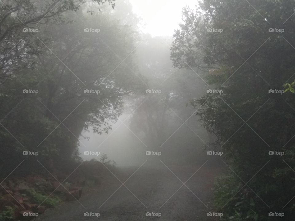 foggy morning in western ghat