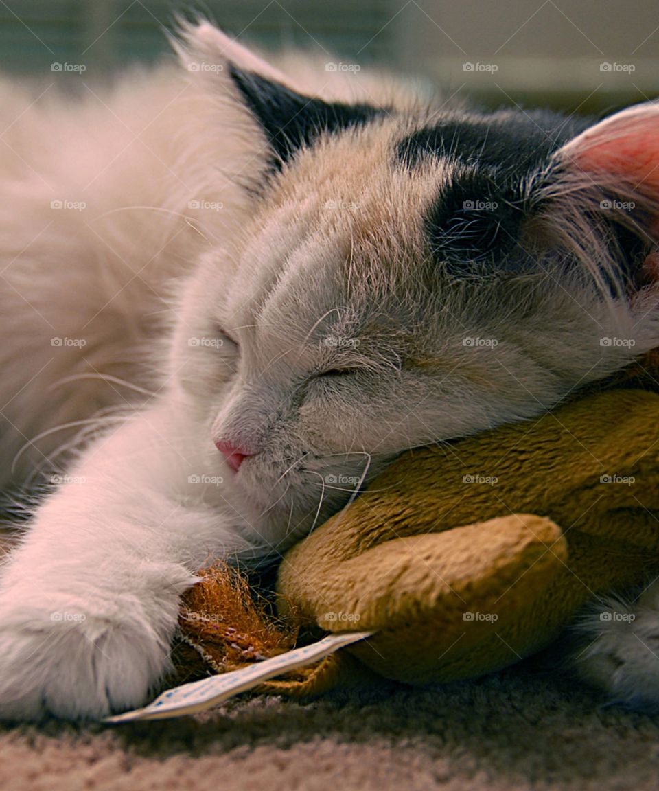 An adorable cat is sleeping soundly while hugging his beloved doll.