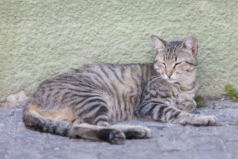 Cute summer cat