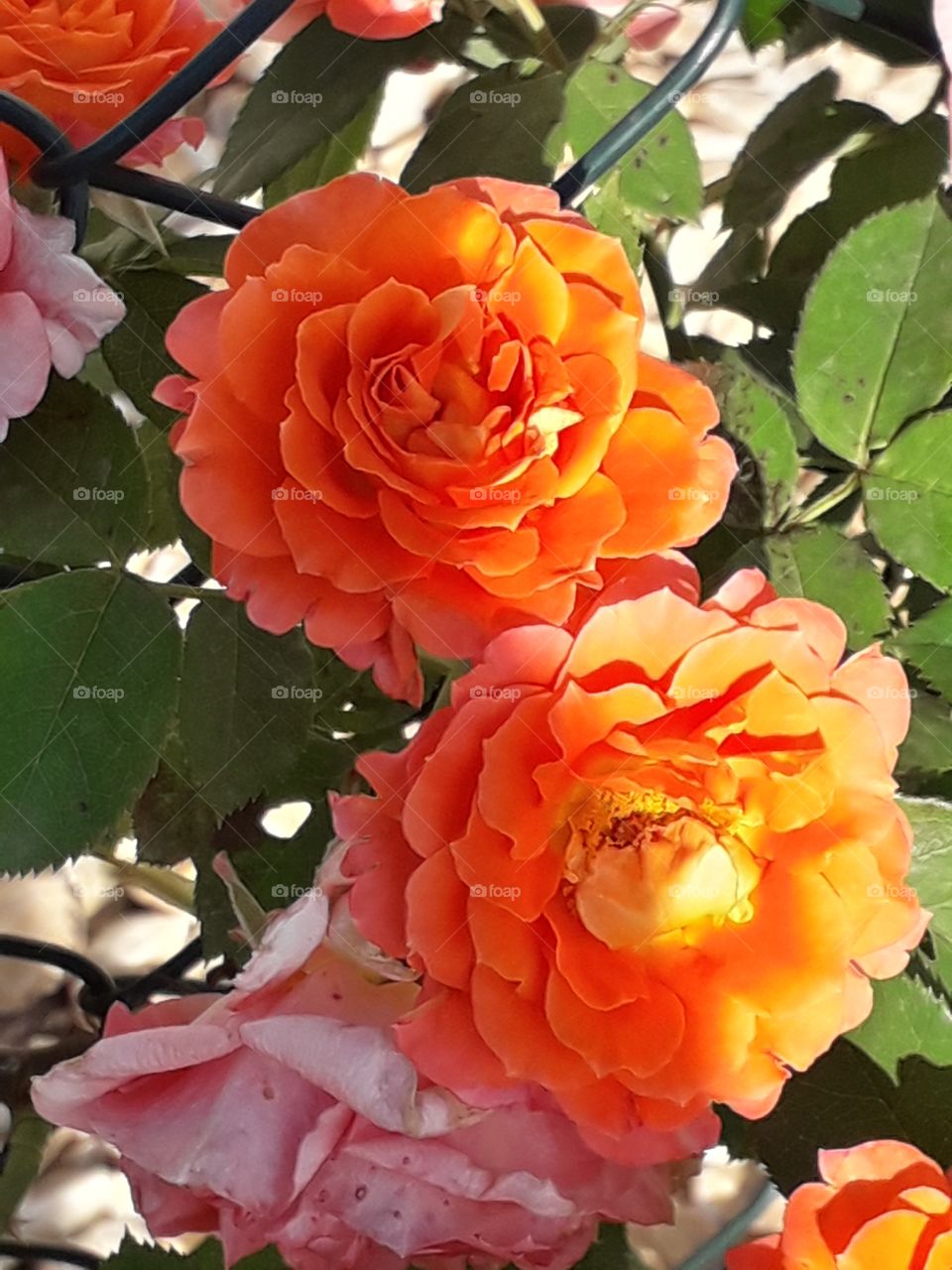 orange roses
