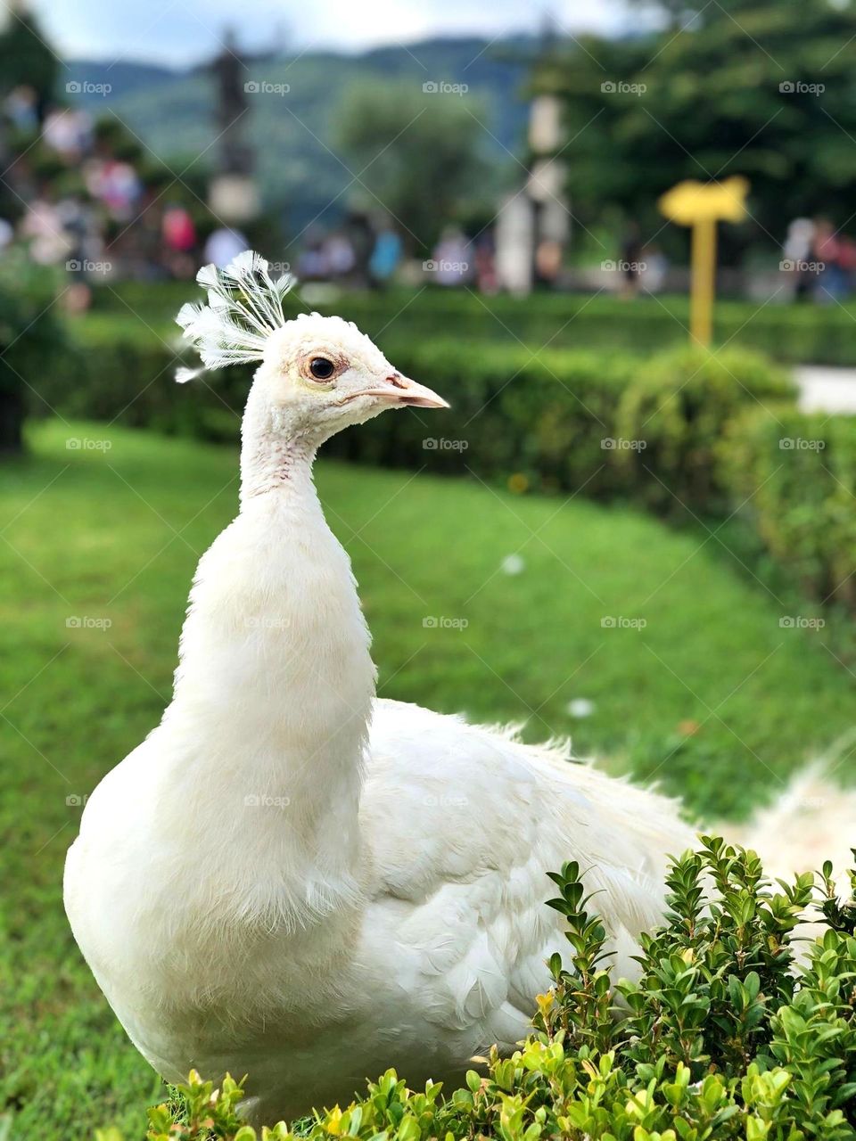 peacock