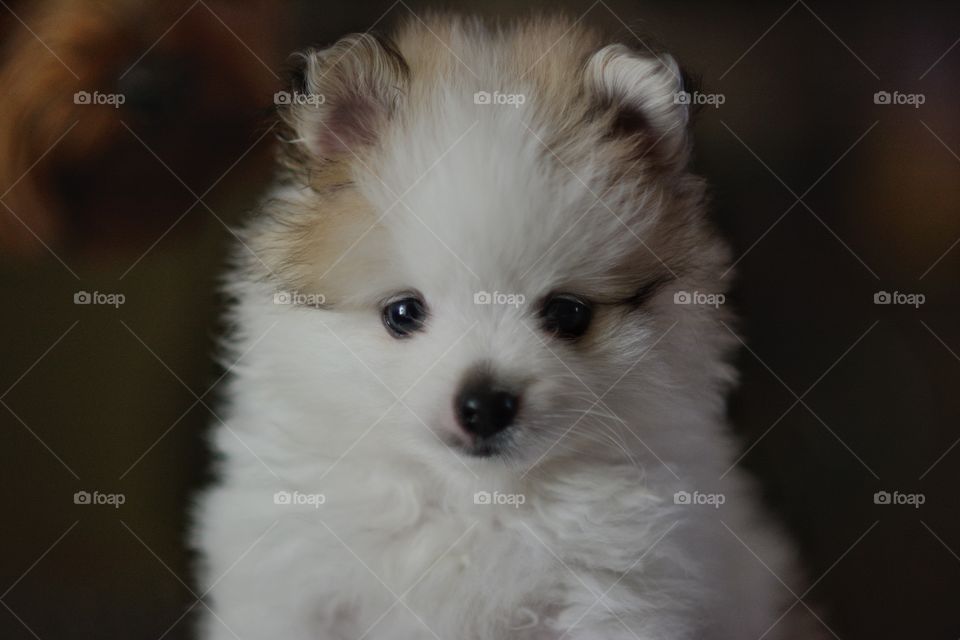 Pomerainian Puppy