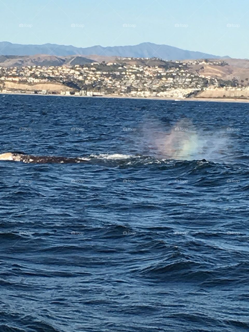Whale blowing at Dana Point California