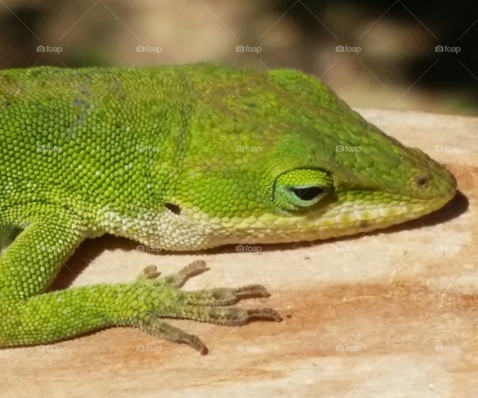 Lizard. this guy had been hanging out on my back porch and I got closer to him than I thought I could.
