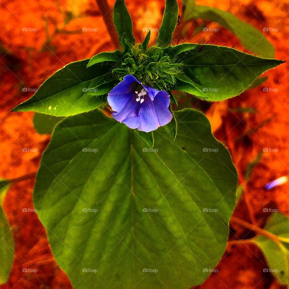 Big leaf-little flower
