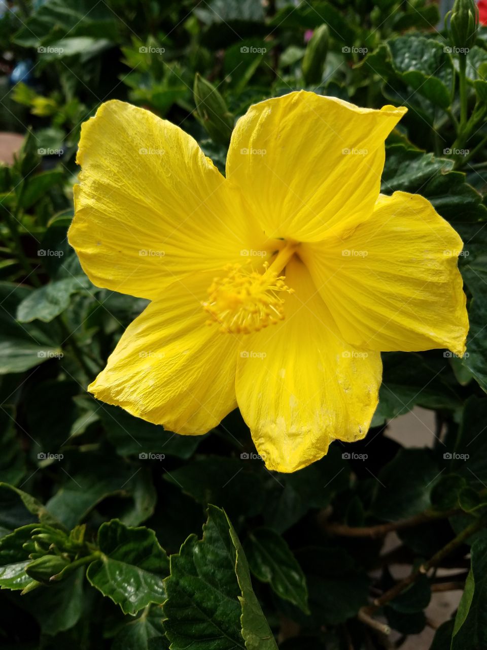 Yellow hibiscus in the garden