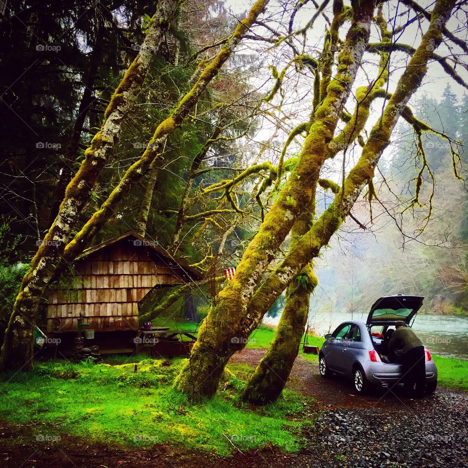 House in the rainforest 