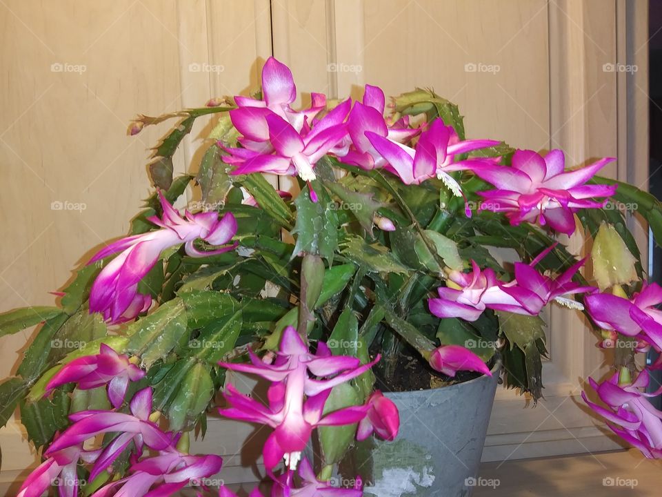 blooming cactus