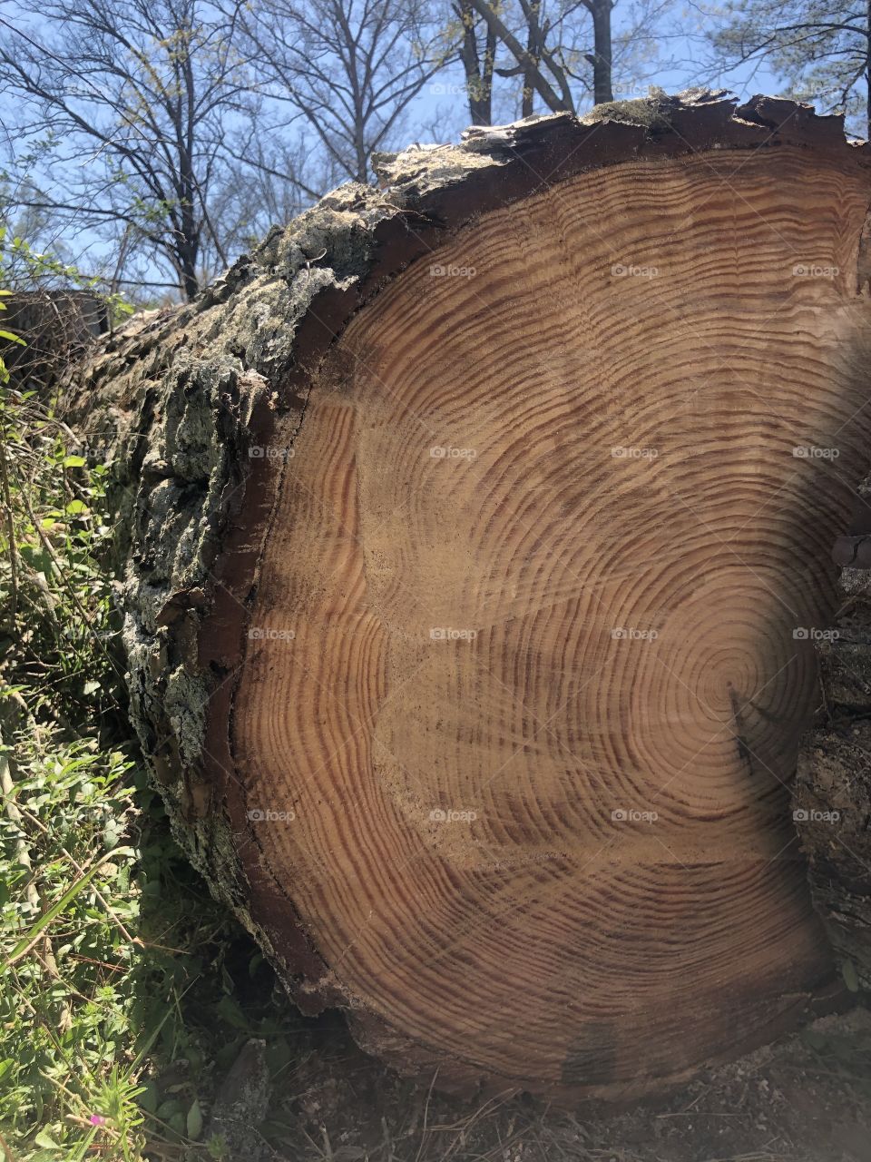 Closeup of concentric tree rings on large felled pine tree