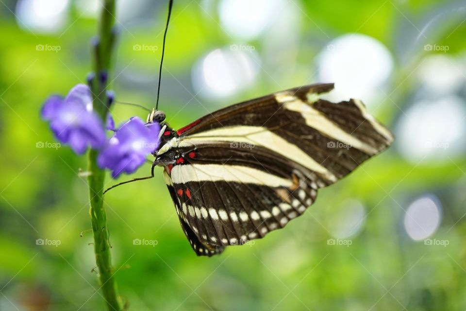 Delicate Tropical Butterfly
