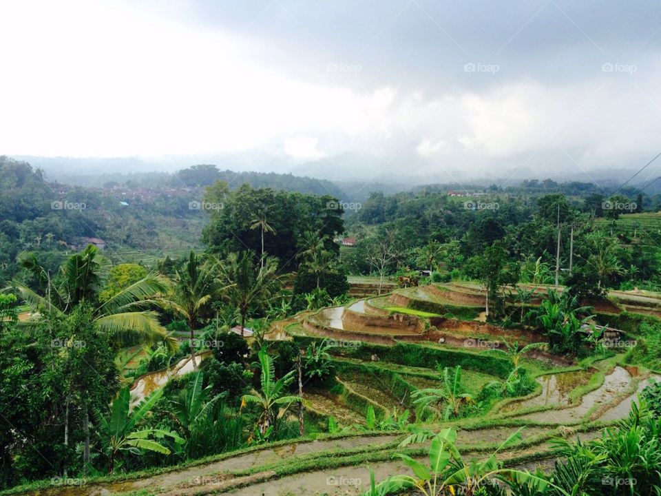 Rice terraces, Bali 