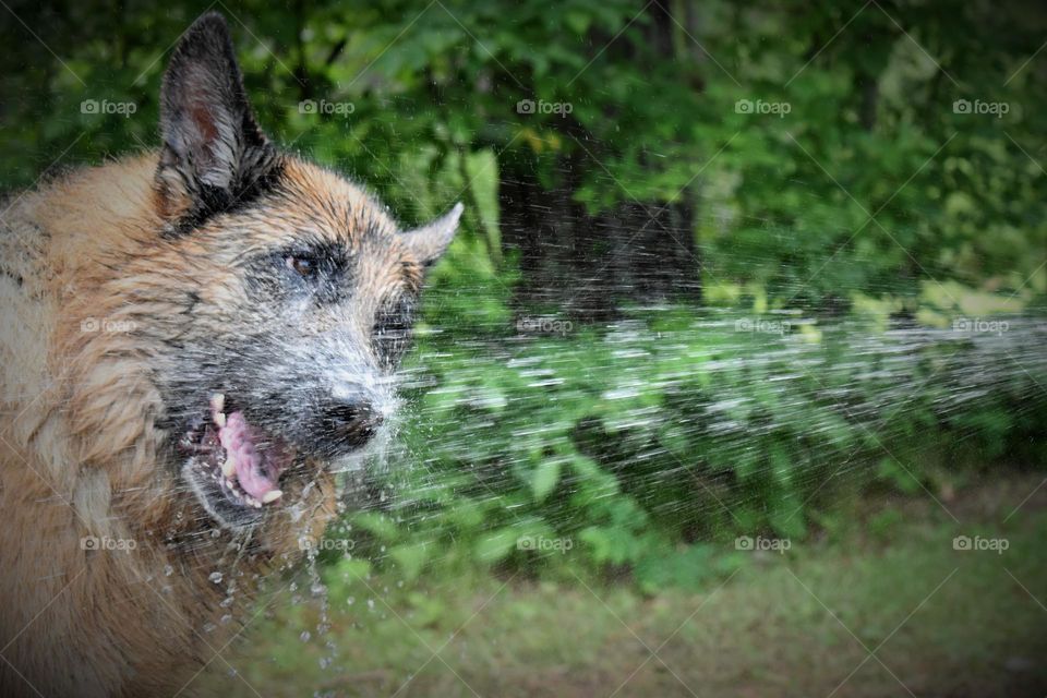 German Shepherd playing in the water