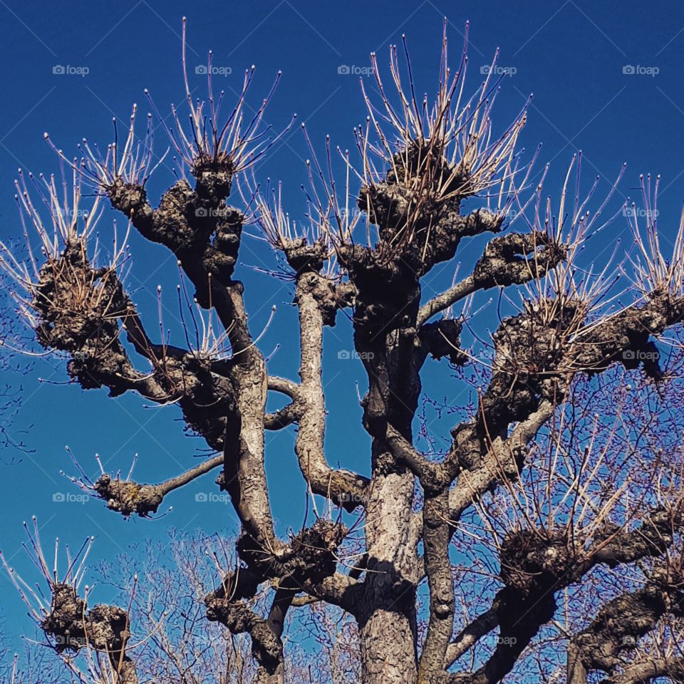 A linden tree...