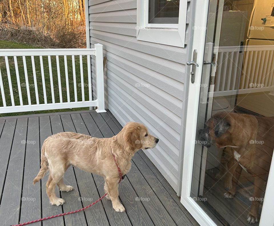 Puppy looking in door at Boxer