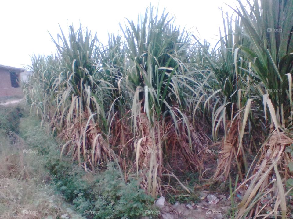Sugarcane