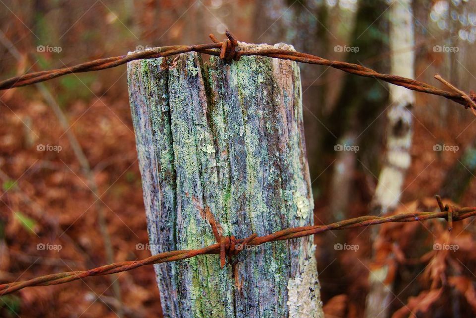 Close-up of a barbed wire of fence