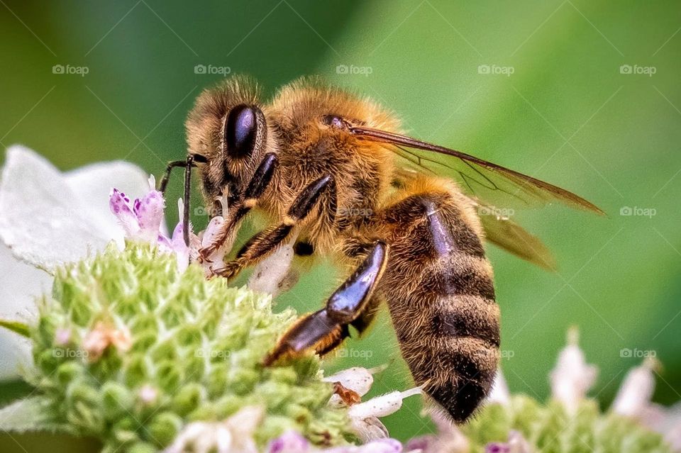 A Western Honeybee is as busy as can be. 