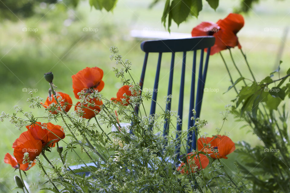 red poppy and blue chair