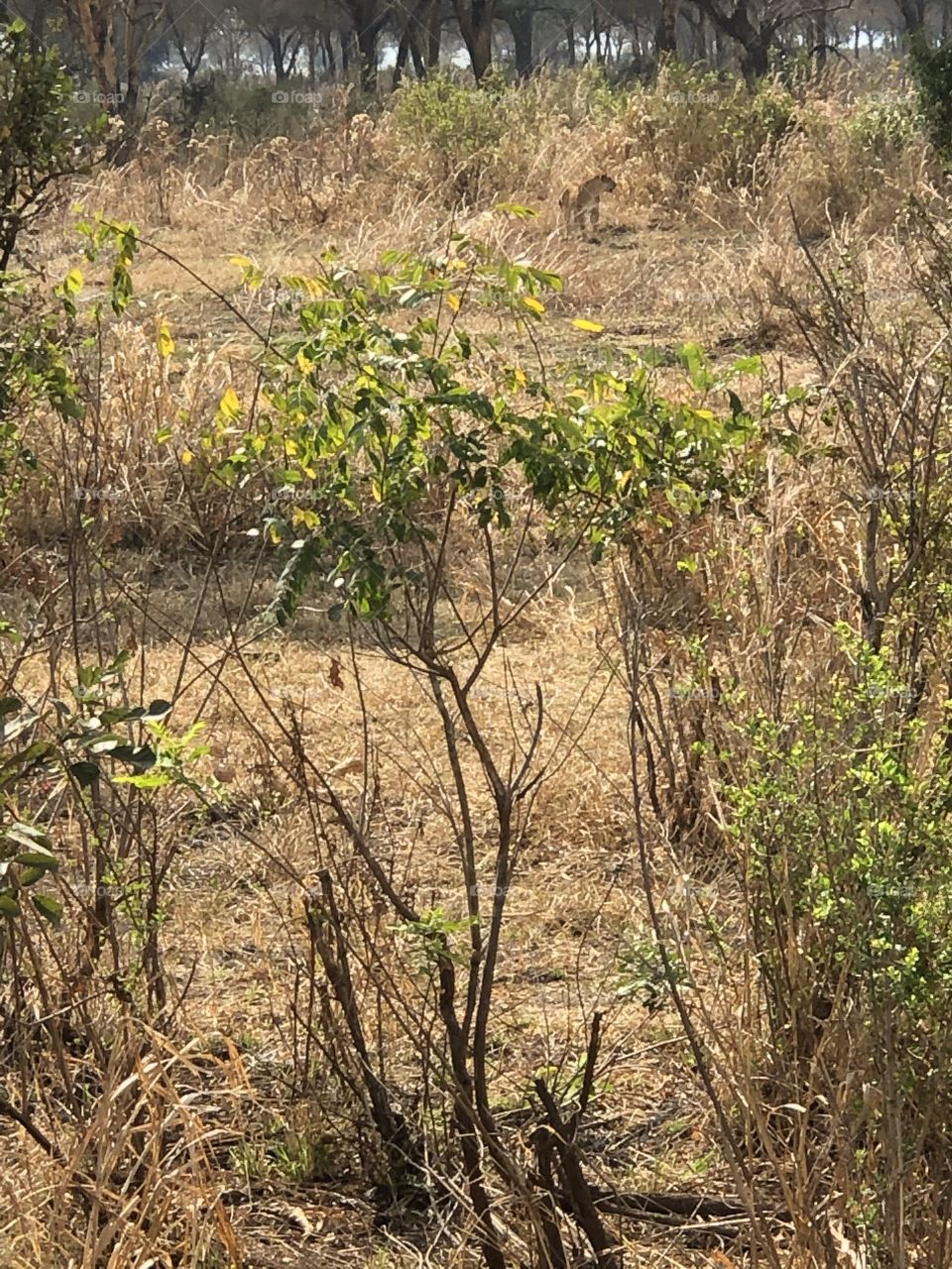 Can you spot the lion at Mikumi Natonal Park Tanzania?