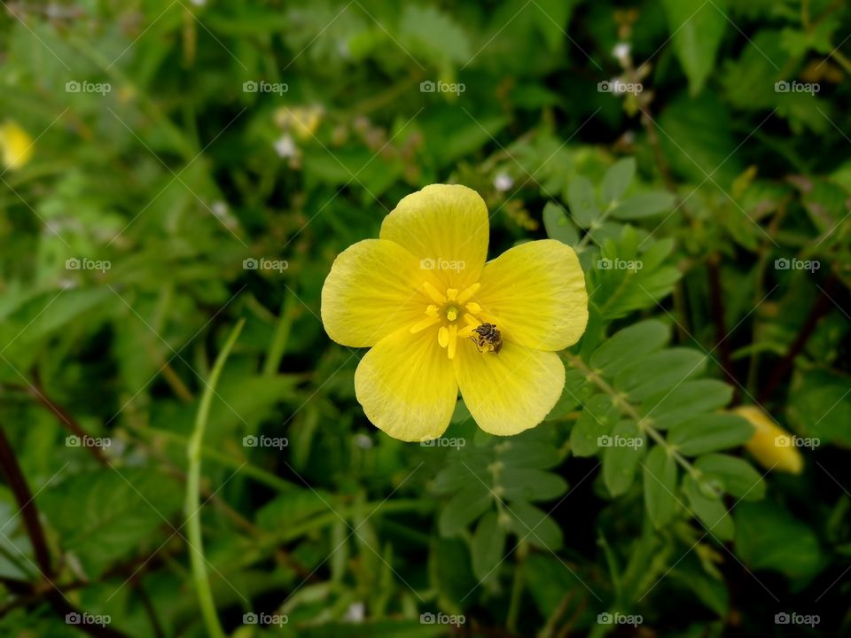 caught in the act with a different lense #tinyflower #yellowflower #pollinator