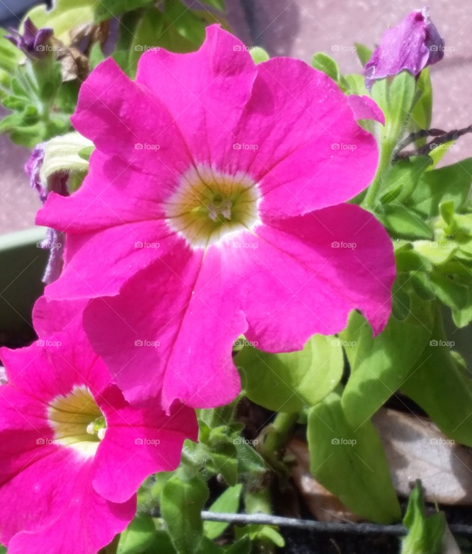 beautiful bright pink flowers on this hot, Tampa Bay spring day