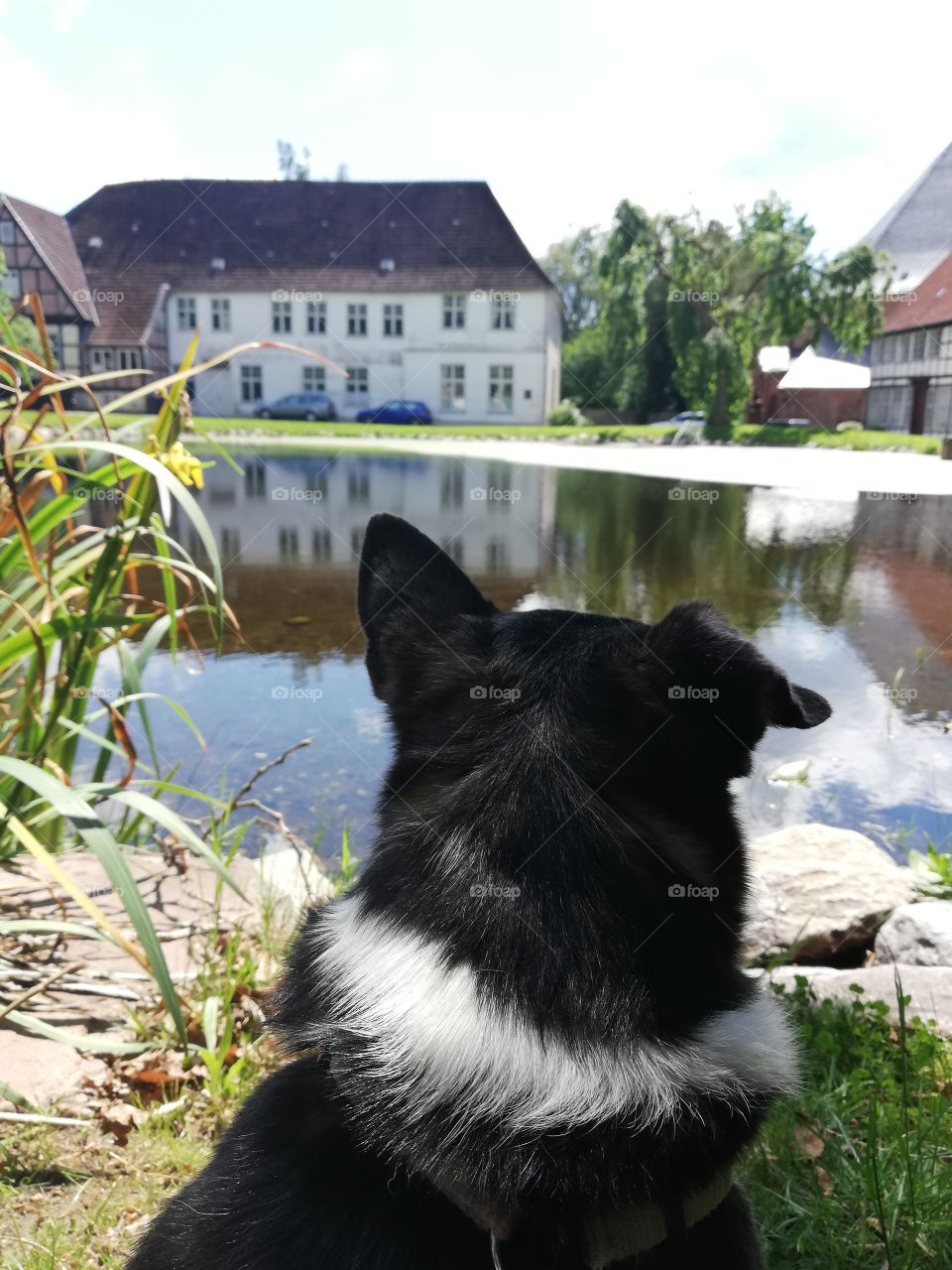 Small dog backside overlooking a lake
