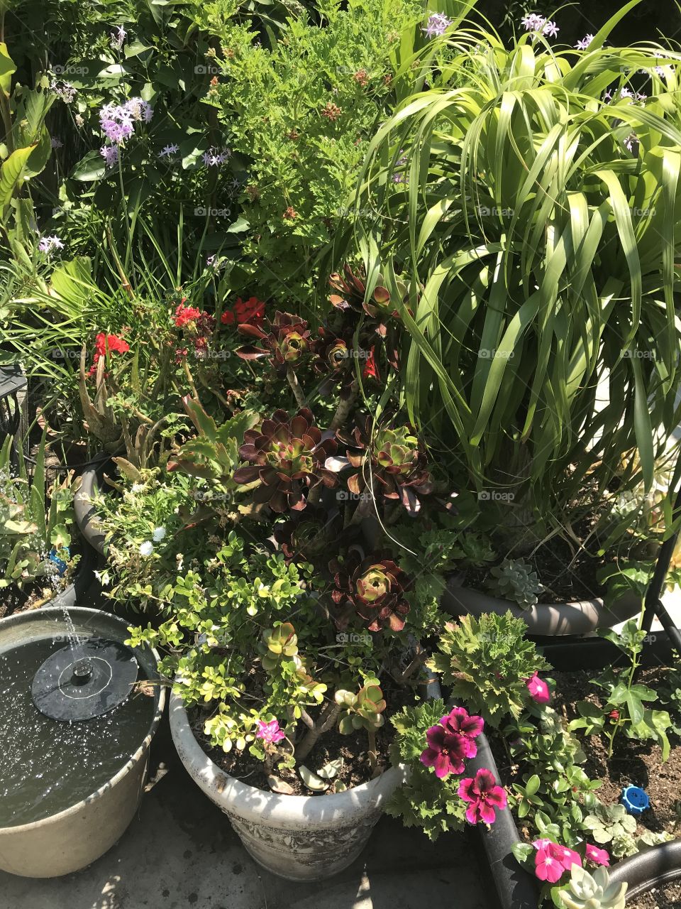Potted plants in the garden 