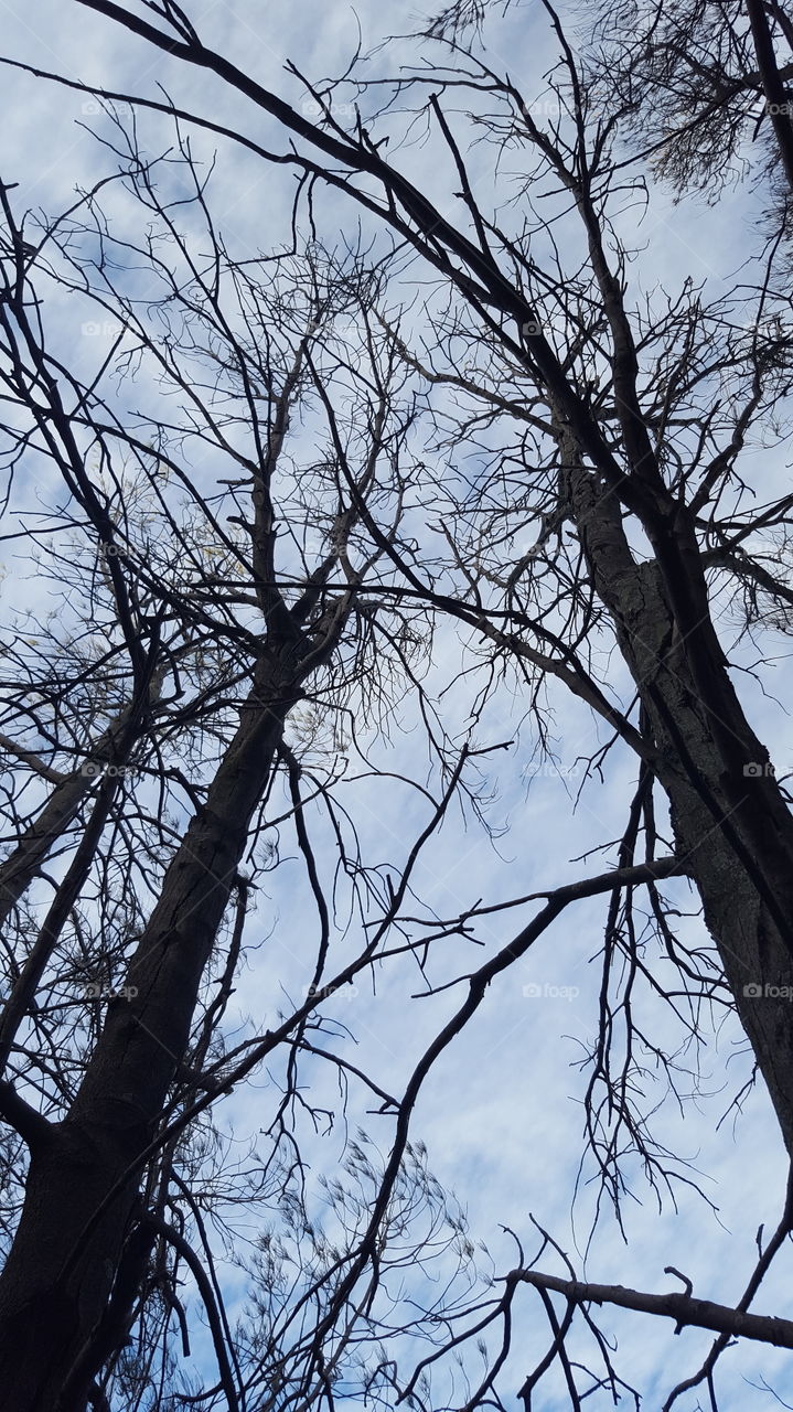 Tree branches