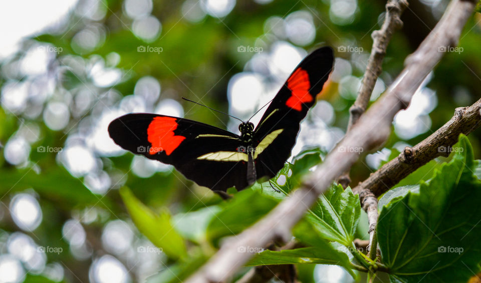 butterfly in the tree