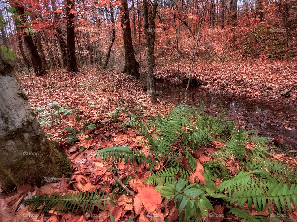 Fern In An Autumn Forest