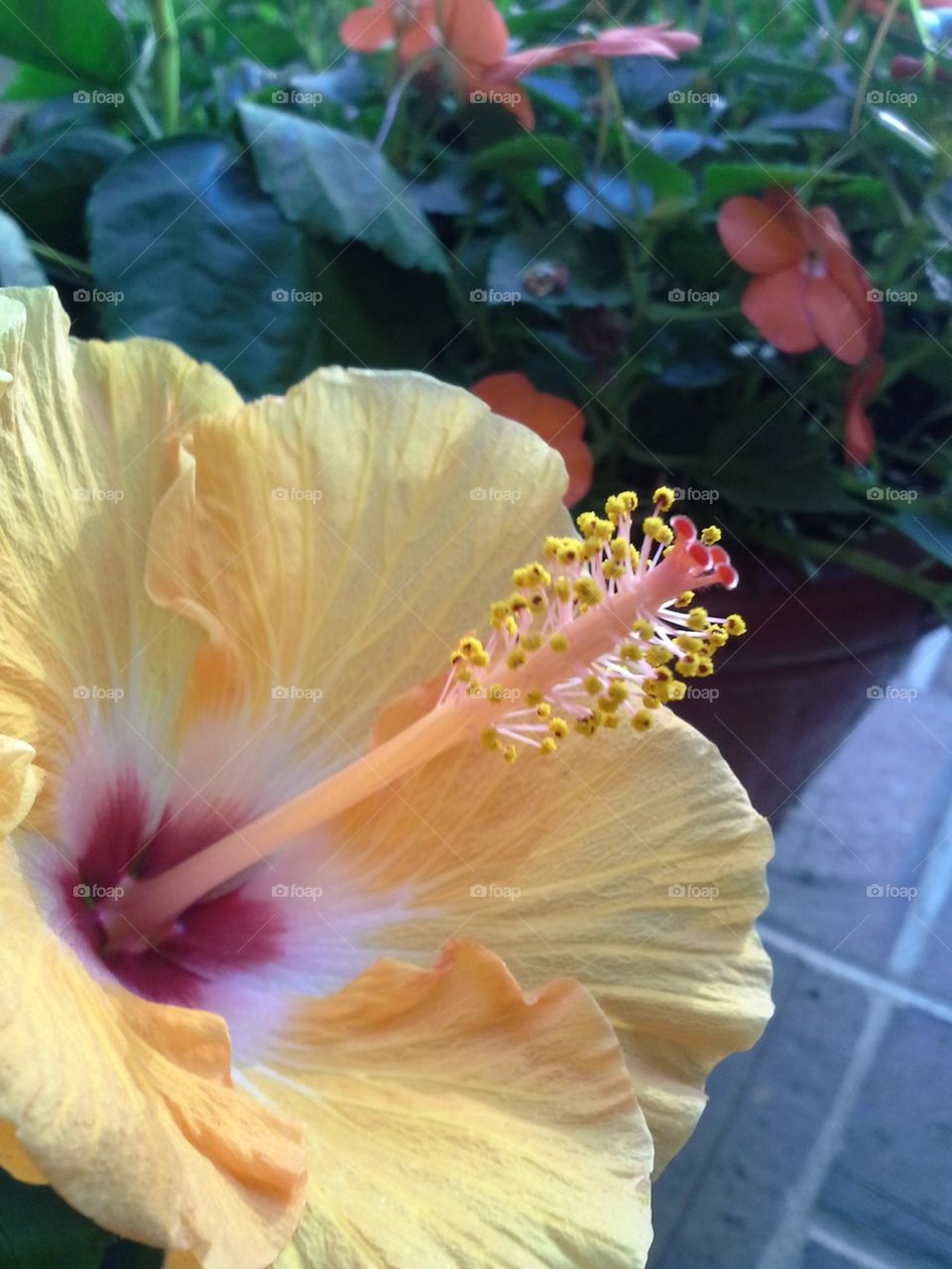 Hibiscus in Bloom
