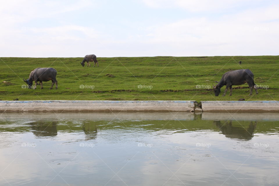 3 cows over the river