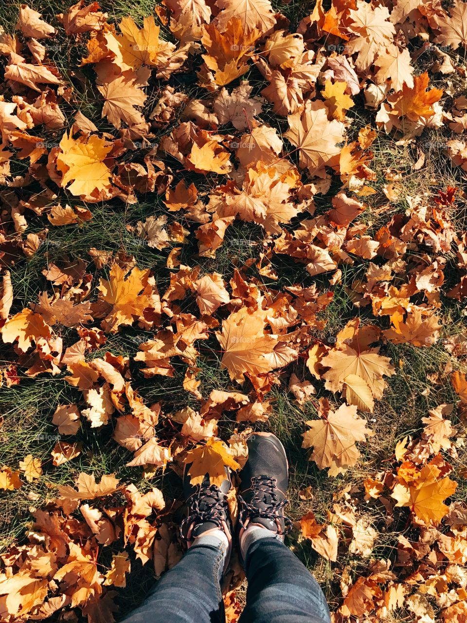 Autumn leaves. Woman legs. Park