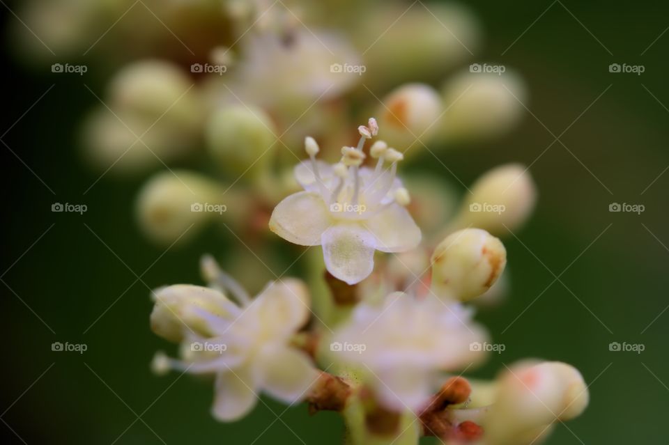 sea grape tree blossoms
