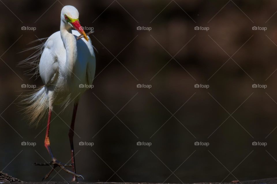 Intermediate Egret