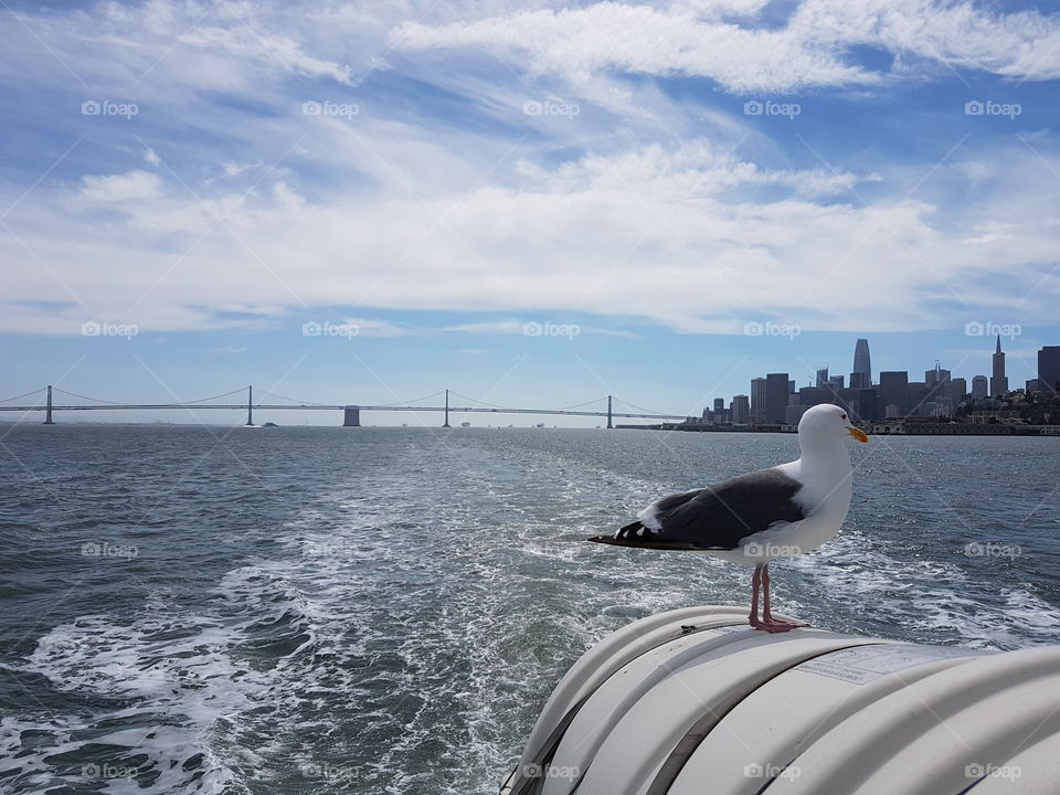 seagull and cityscape