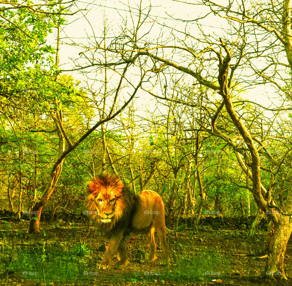 sasan gir forest lion photography