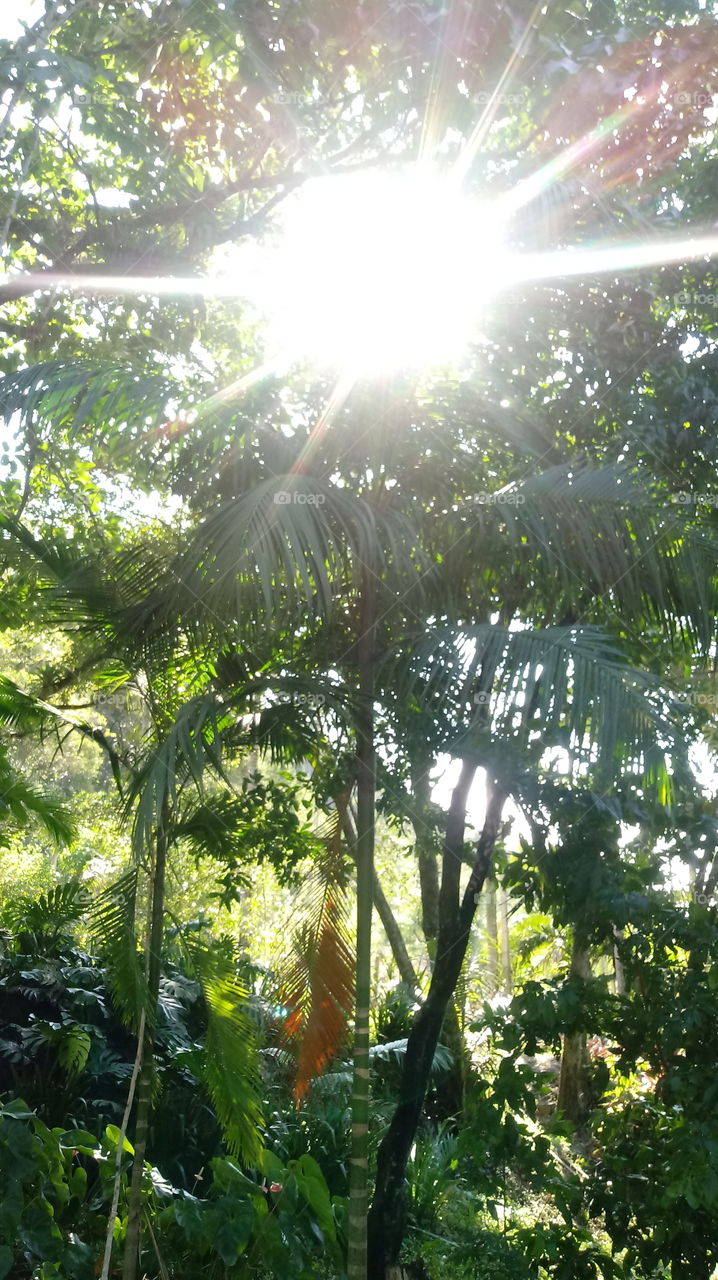 Álainn, iontach, crainn, tírdhreach, nádúr, solas na gréine, solas na gréine, timpeallacht, nádúr, nádúr, aer úr, scíthe.