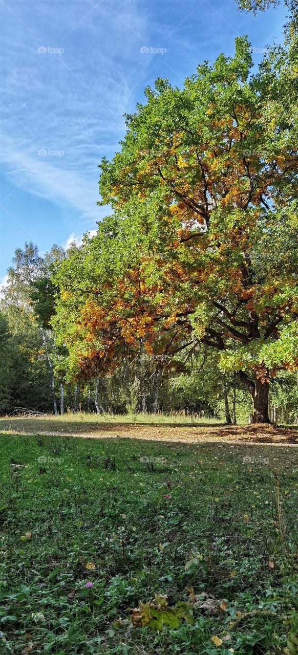 Oak in the autumn forest