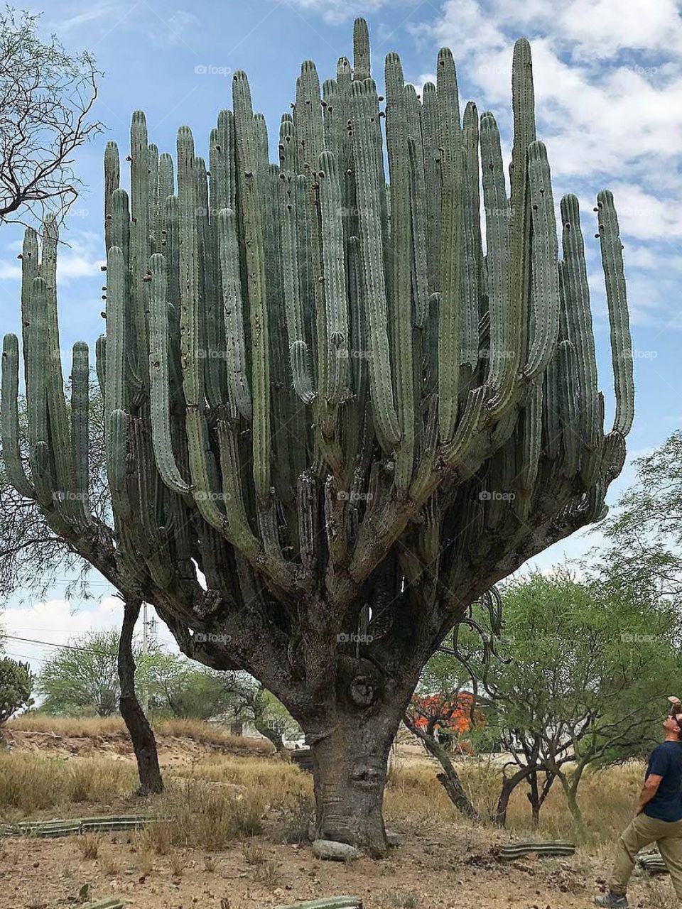 Wow!!!!! 😮😍🌵🌵🌵🌵🌵