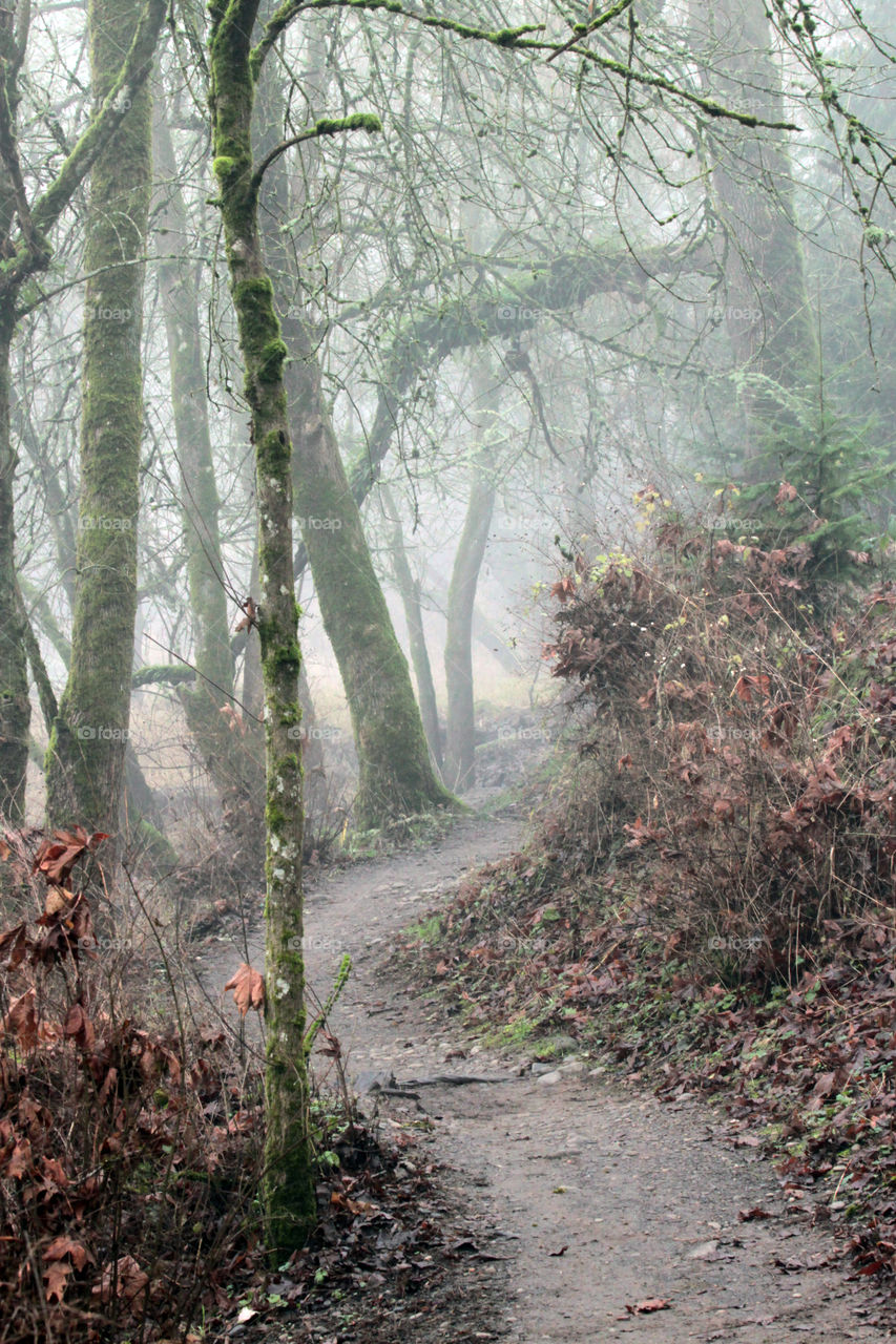 Foggy morning at Oaks Bottom wildlife area, Portland Oregon 