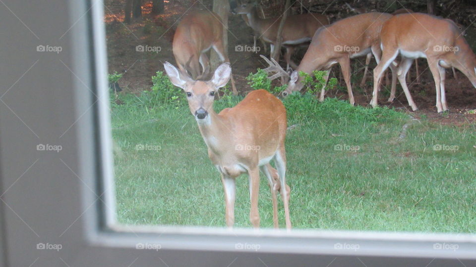 pretty not so shy deer looking for me in my window